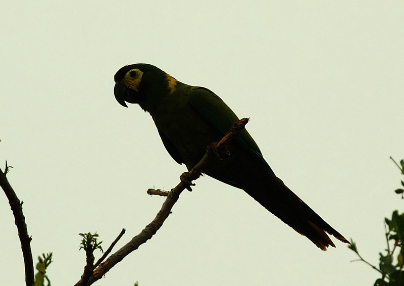 Yellow-collared Macaw_Primolius auricollis_Ascanio_Pantanal_Brazil_DZ3A5886