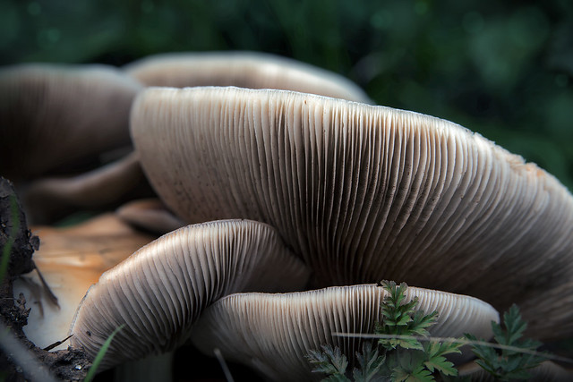 Mushroom 3