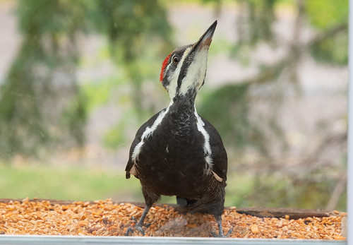 Pileated Woodpecker at my window feeder