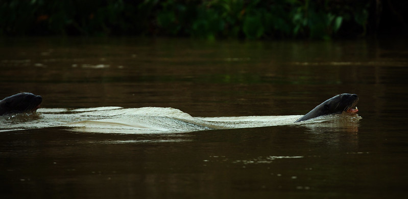 * Giant River Otter_Pteronura brasiliensis_Ascanio_PAntanal_Brazil_DZ3A5320