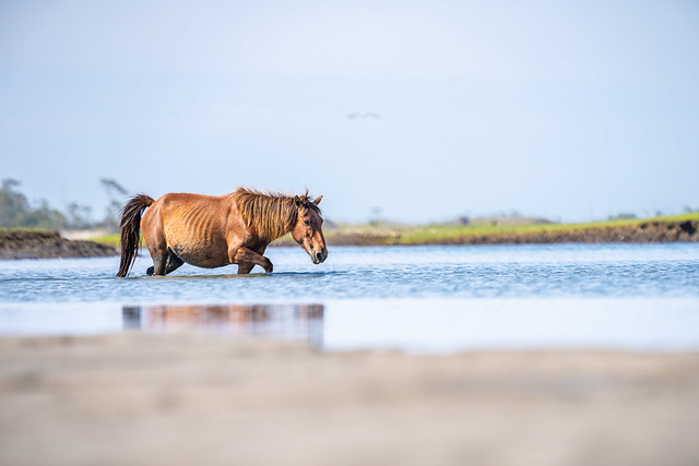 Wild Horses of Outer Banks-North Carolina
