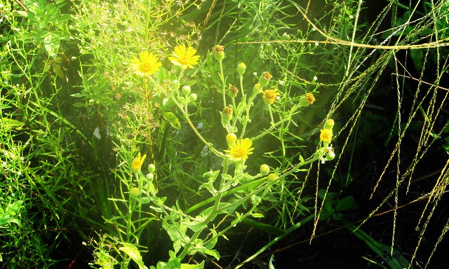 Asteraceae Family --  a composite plant in flower 3104