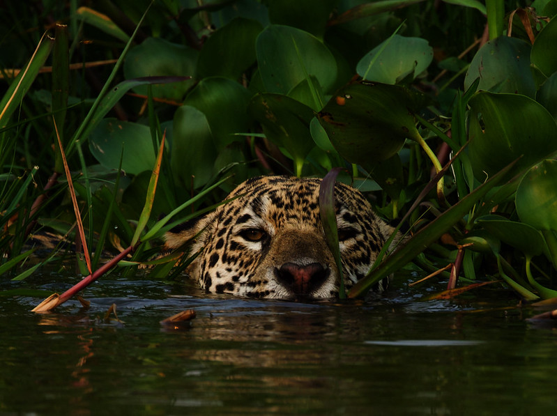 BRAZIL: Pantanal Safari into the heart of jaguarland