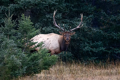 Canadian Rocky Mountain Wildlife Jason Gambone 2019-78