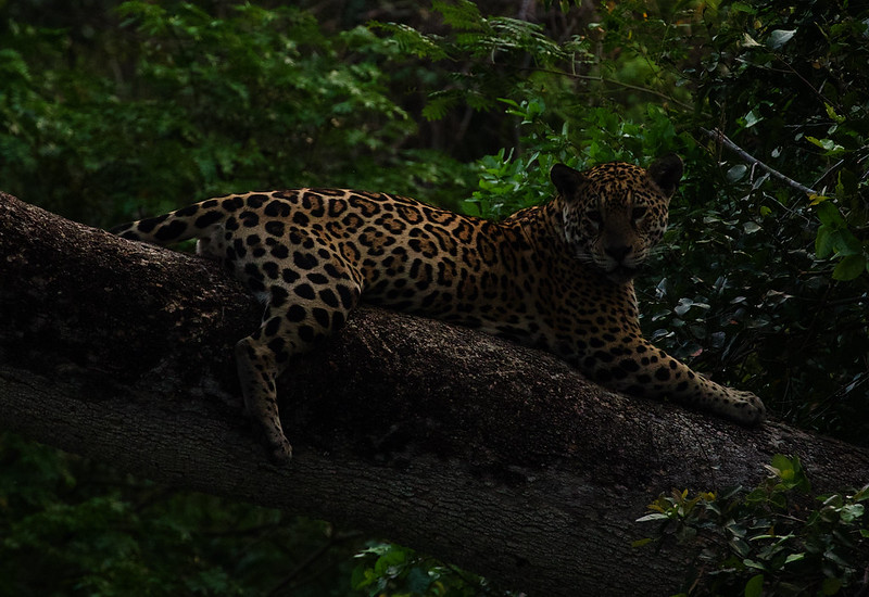 Popstar_Jaguar_Panthera onca_Ascanio_Pantanal_Brazil_DZ3A5235