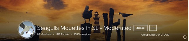 Seagulls Mouettes in SL - Moderated