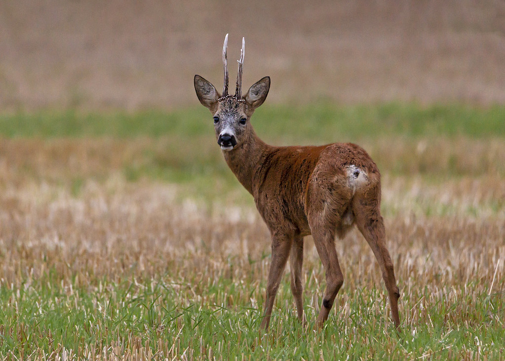 Roe deer in the field (Explore)