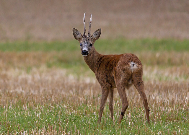 Roe deer in the field (Explore)