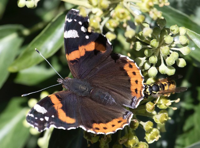 Red admiral butterfly fends off a wasp at Wicken Fen, Cambridgeshire 1st October 2022