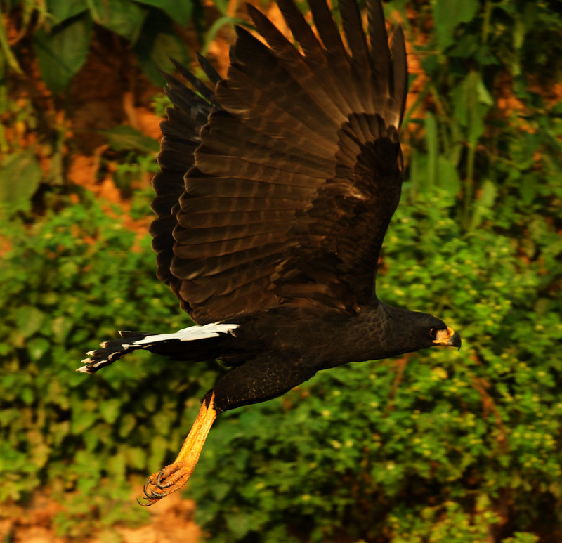 * Great Black Hawk_Buteogallus urubitinga_Ascanio_Pantanal_Brazil_DZ3A4675