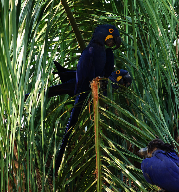 Hyacinth Macaw_Anodorhynchus hyacinthinus_Ascanio_Pantanal_Brazil_DZ3A4972
