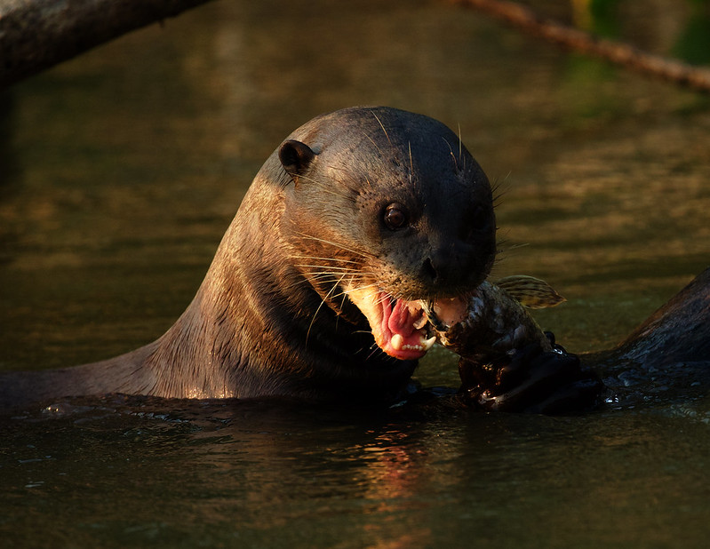 Giant River Otter_Pteronura brasiliensis_Ascanio_Pantanal_DZ3A3888