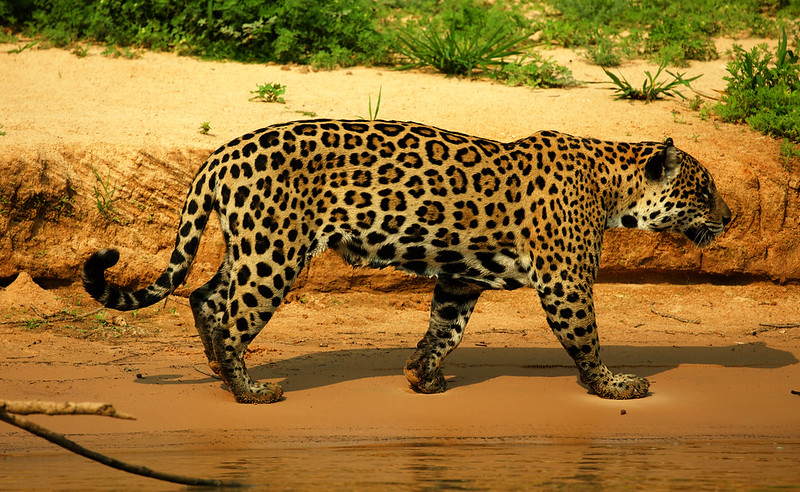 Ginger with cub_Jaguar_Panthera onca_Pantanal_Mato Grosso_Brazil_DZ3A4154