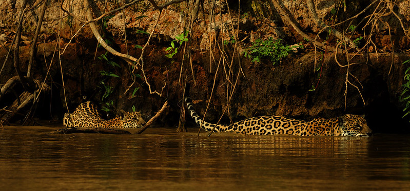 Ginger with cub_Jaguar_Panthera onca_Pantanal_Mato Grosso_Brazil_DZ3A4066