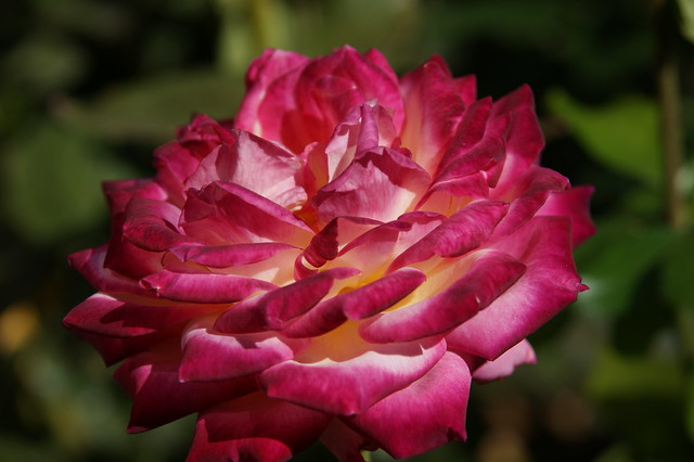 Flora SOOC - Rose