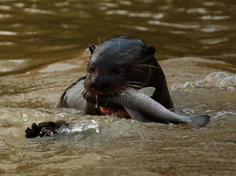 * Giant River Otter_Pteronura brasiliensis_Ascanio_PAntanal_Brazil_DZ3A5354
