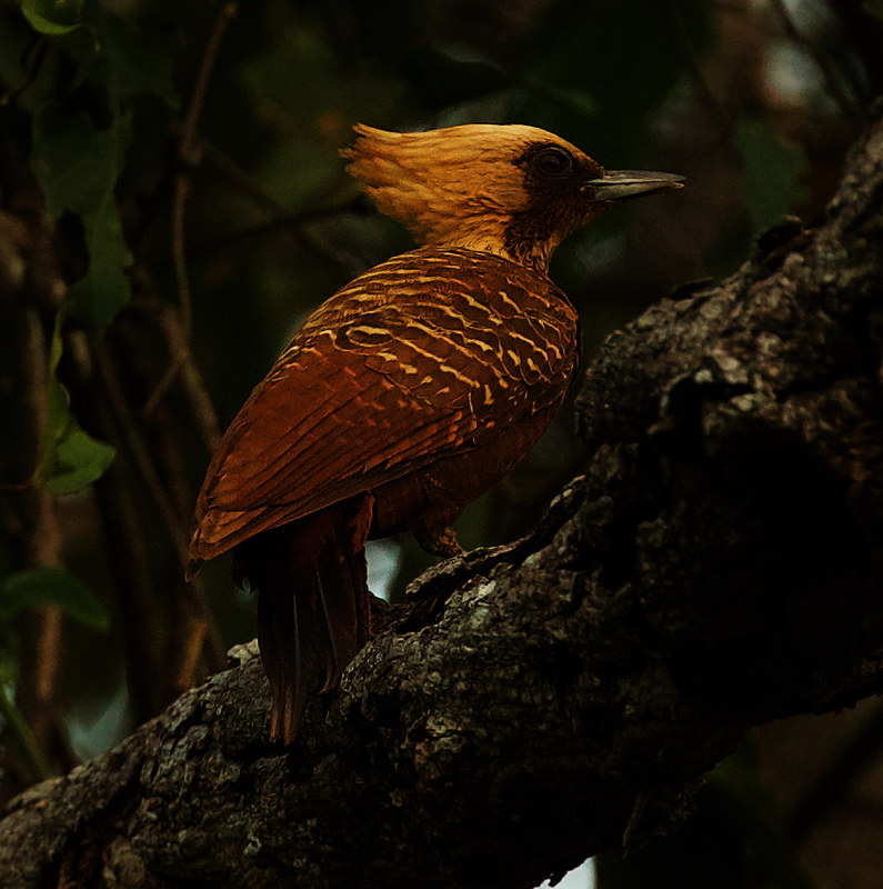 Pale-crested Woodpecker_Celeus lugubris_Ascanio_PAntanal_Brazil_DZ3A5925