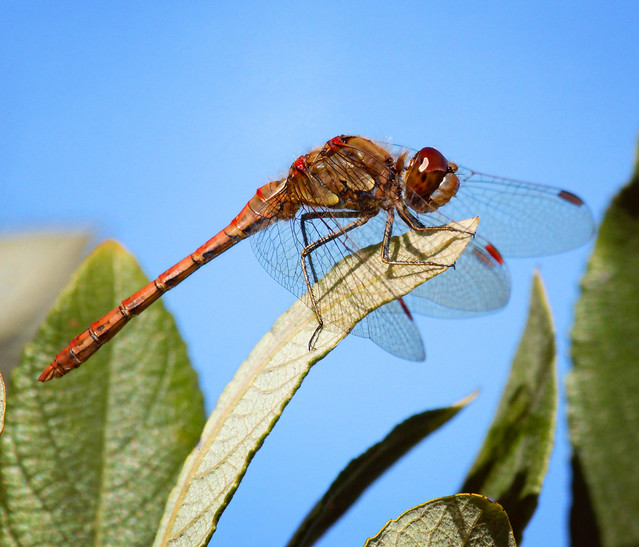 Common Darter #Dragonfly at #wickenfen in Cambridgeshire 1st October 2022