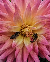 Bees and dahlias