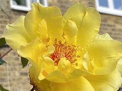 yellow flower (274/365)