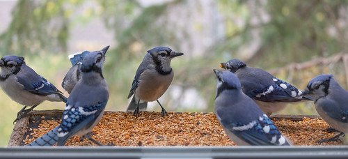 Blue Jays at my window feeder