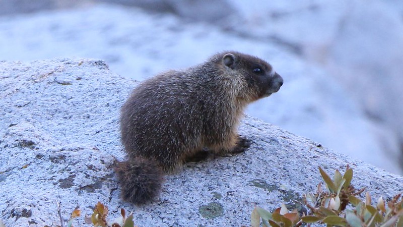 Cute baby marmot on a granite boulder at Gilbert Lake on the Kearsarge Pass Trail