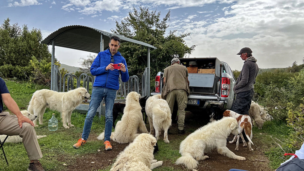 Truffle and Sheep farm in Pettino