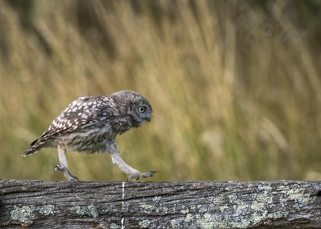 Owl On The Run 😁