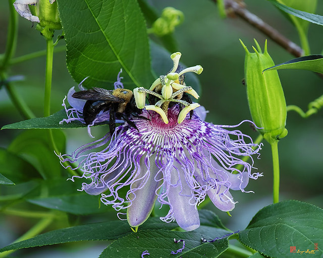 Maypop or Purple Passionflower with Bumblebees (Passiflora incarnata) (DFL1213)