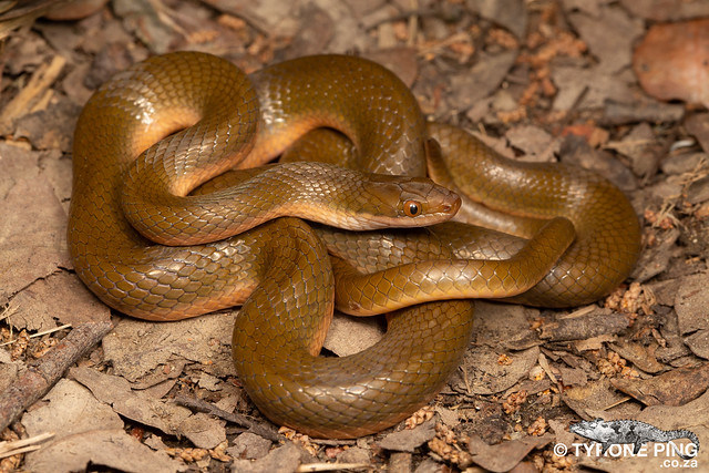 Lycodonomorphus rufulus - Brown Water Snake