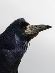 Corbeau freux - Rook - Corvus frugilegus