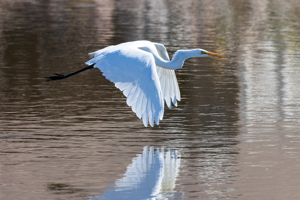 Great Egret in flight over the water