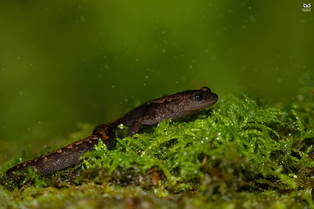 Salamandra-lusitanica, Gold-striped salamander (Chioglossa lusitanica)