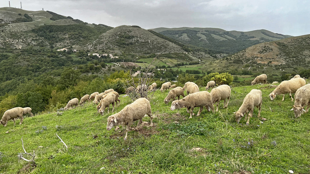 Truffle and Sheep farm in Pettino