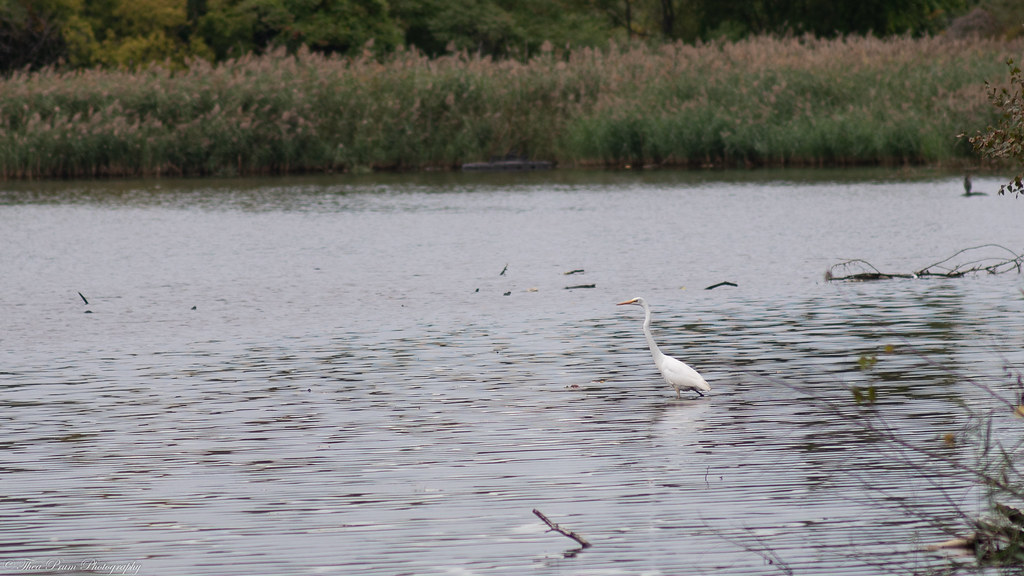 A great white heron hunting for it's dinner.