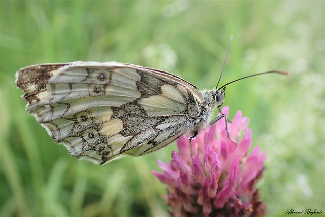 Butterfly 2172 (Melanargia galathea)