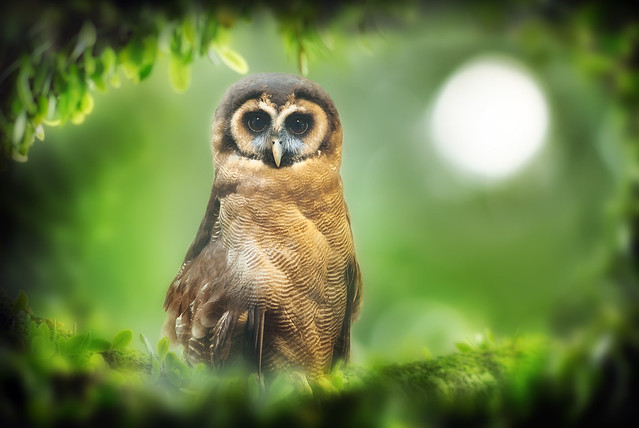 King of Dark Night- Brown Wood-owl | 黑夜中的王者-褐林鴞
