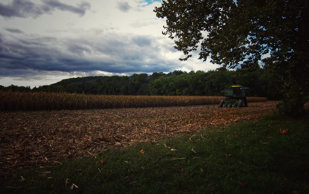 Cornfield before the storm