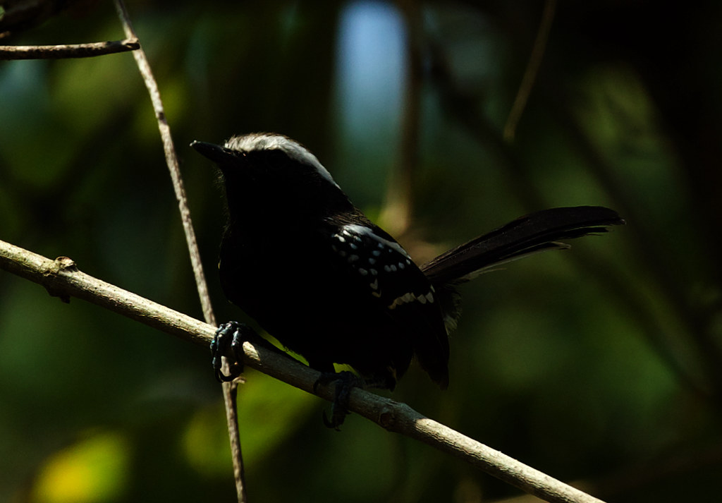 Black-bellied Antwren_Formicivora melanogaster_Ascanio_Pantanal_Mato Grosso_Brazil_DZ3A6842