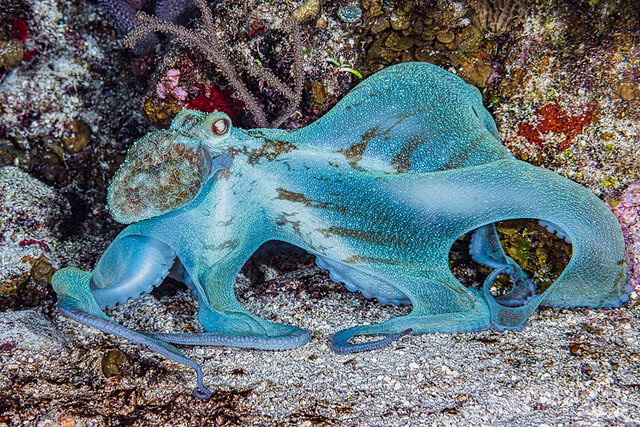 Caribbean reef octopus hunting at night - Octopus briareus