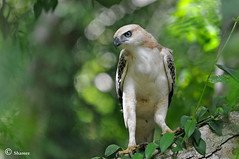 Changeable Hawk-eagle / Crested Hawk-eagle, Juvenile (Nisaetus cirrhatus)