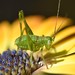 Been sooo long since I posted on Instagram. It’s really been #bugging me. Got this #macro shot of a little juvenile grasshopper of some sort. Sitting on a #Gaillarde (could be wrong). Some cool macro detail and reasonable window of nice light. #primary co