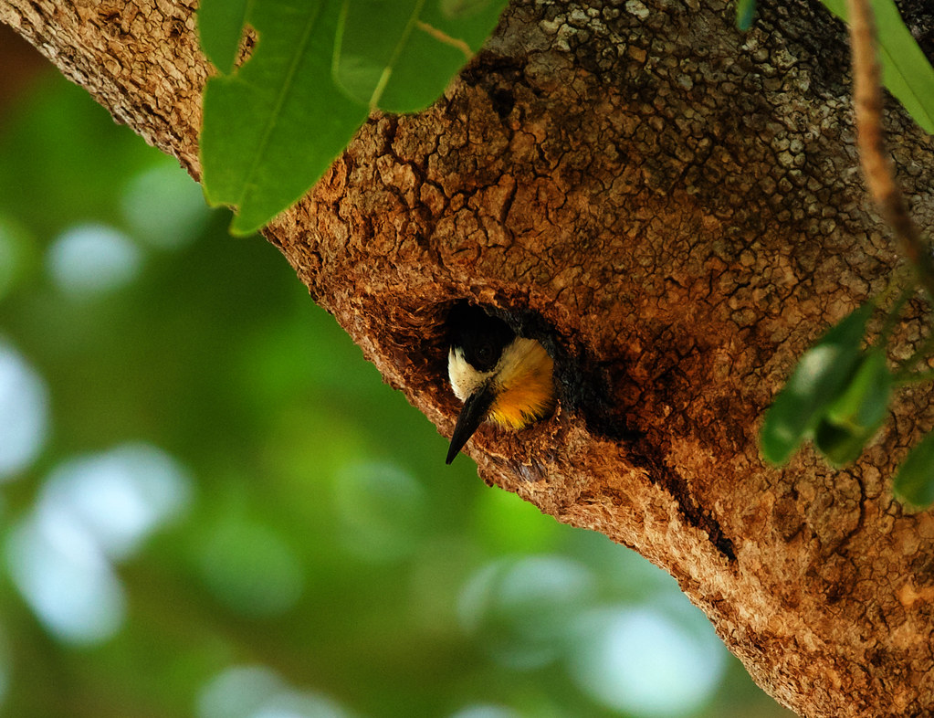 White-fronted Woodpecker_Melanerpes cactorum_Ascanio_Pantanal_Mato Grosso_Brazil_DZ3A6764