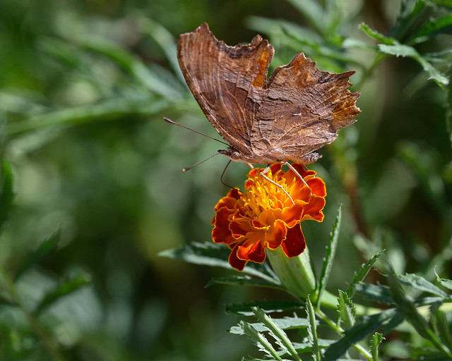 Southern Comma