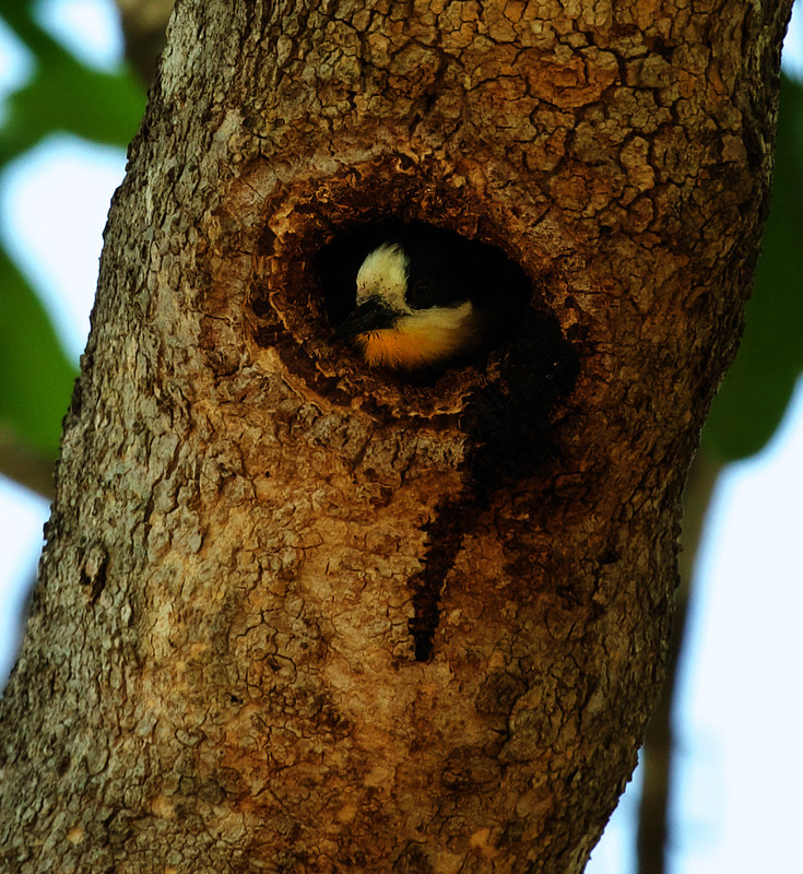 White-fronted Woodpecker_Melanerpes cactorum_Ascanio_Pantanal_Mato Grosso_Brazil_DZ3A6718