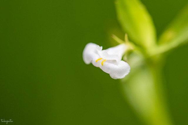 Bonnaya antipoda var. verbenifolia
