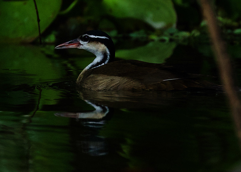 Sungrebe_Heliornis fulica_Pantanal_Mato Grosso_Brazil_DZ3A6117