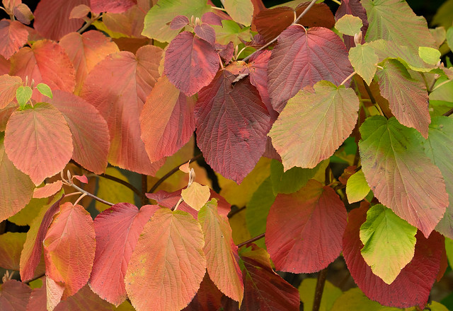 Viburnum Leaves