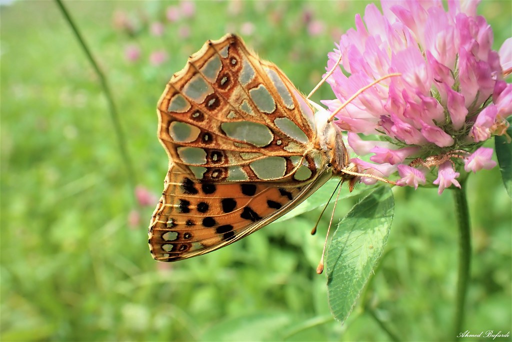 Butterfly 2173 ( Issoria lathonia)