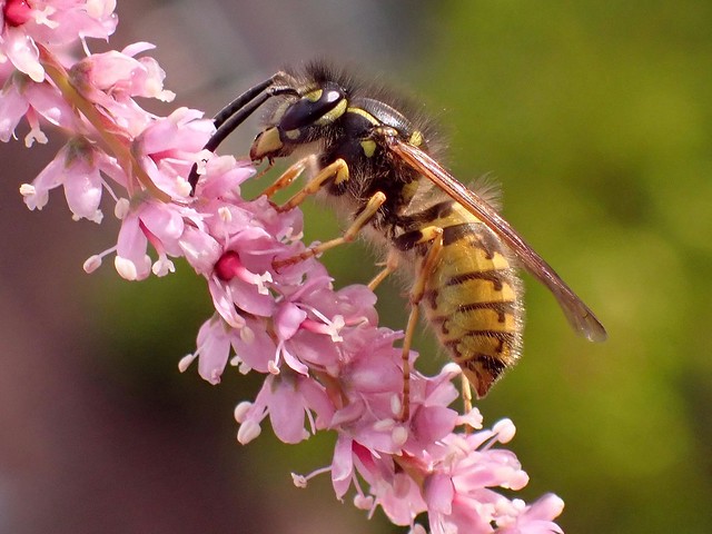 Searching Pink. Common Wasp on Tamarisk, Hortus Botanicus, Amsterdam, The Netherlands